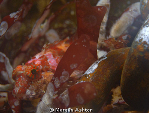 Sculpin hiding by the anchor chain at a divesite called T... by Morgan Ashton 